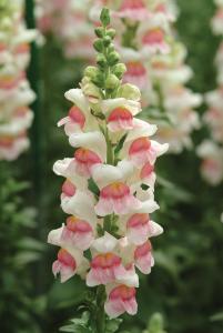 Snapdragon, Potomac Appleblossom Packet