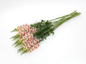 Snapdragon, Potomac Appleblossom Packet