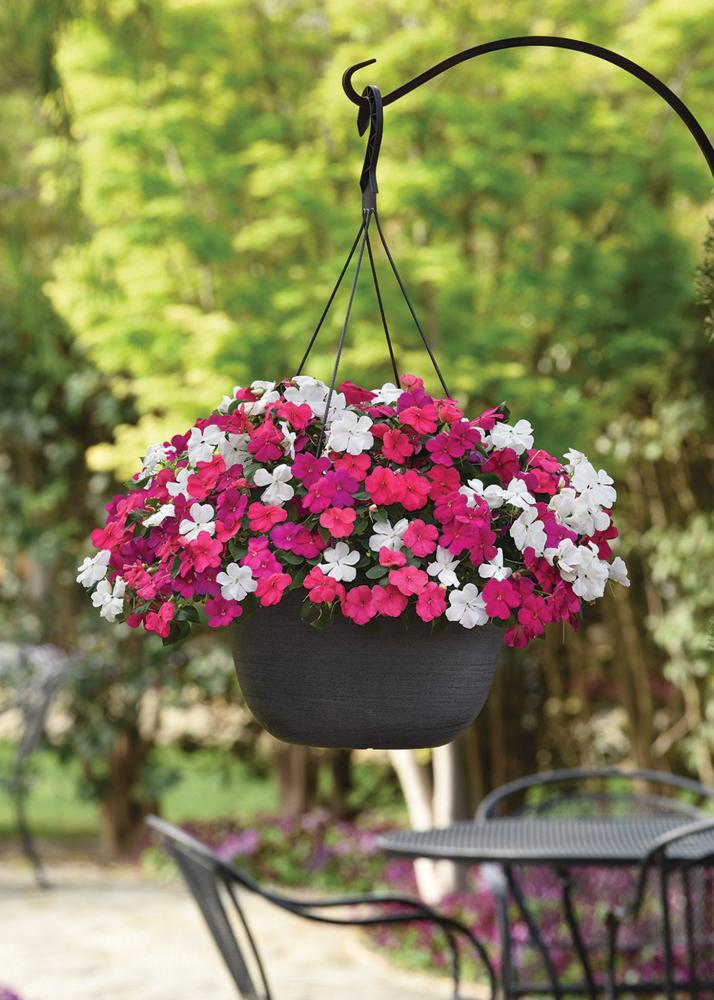 Impatiens, Portland Beacon Mix Packet