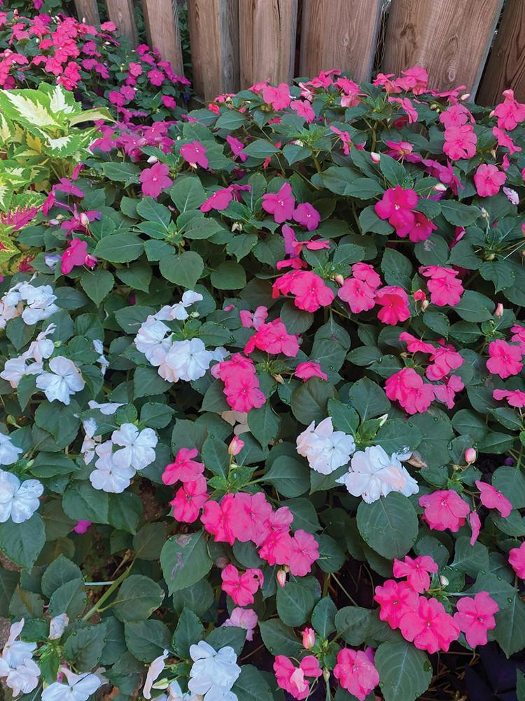 Impatiens, Portland Beacon Mix Packet