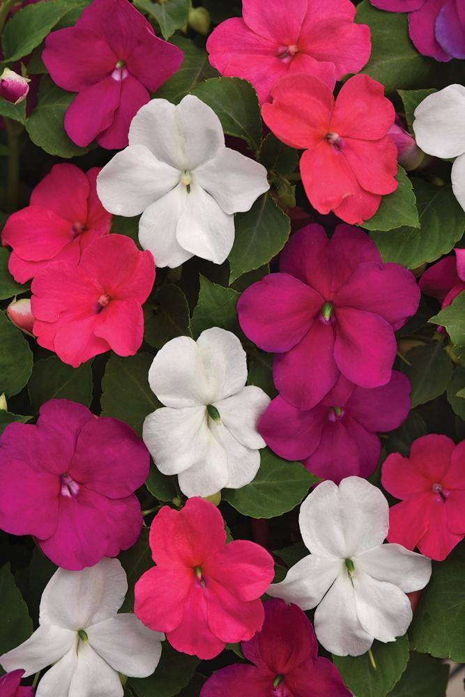 Impatiens, Portland Beacon Mix Packet