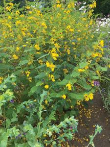 Partridge Pea Packet