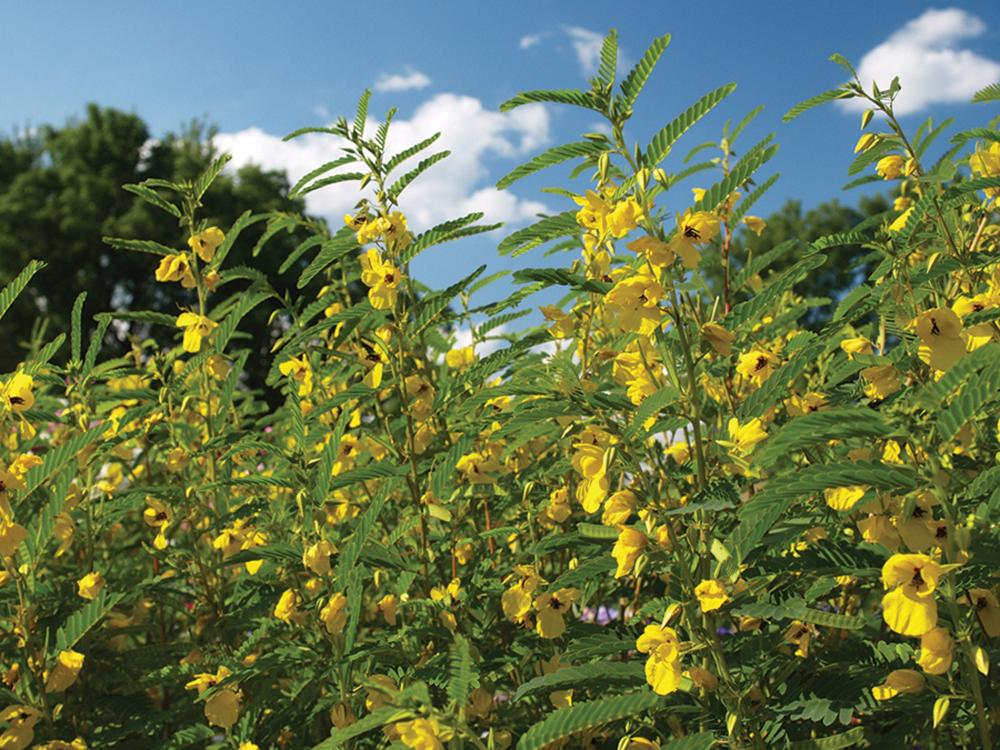 Partridge Pea Packet