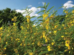 Partridge Pea Packet