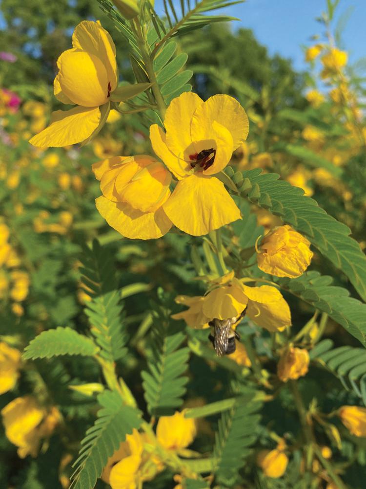 Partridge Pea Packet