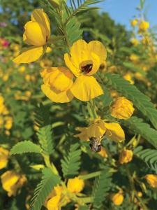 Partridge Pea Packet