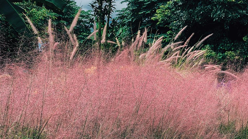 Grasses, Muhly Grass Ruby Packet