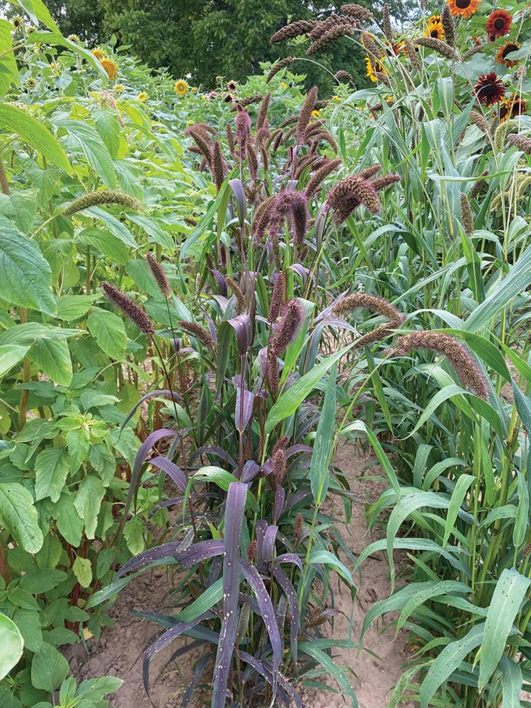 Grasses, Millet Red Jewel Packet