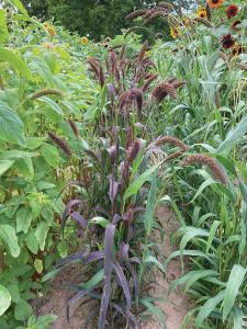 Grasses, Millet Red Jewel Packet