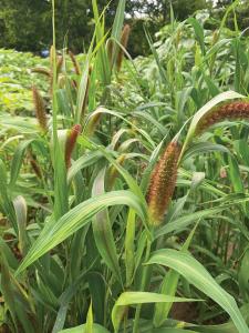 Grasses, Millet Red Jewel Packet