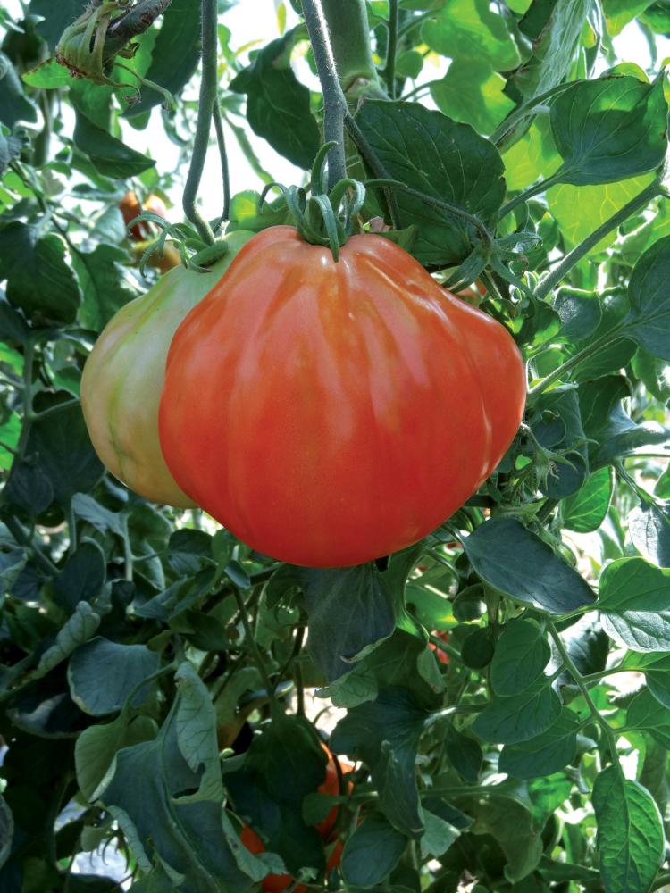 Tomato, Liguria Packet