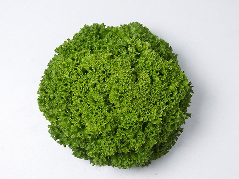 Lettuce, Ilema Organic Pellet Packet
