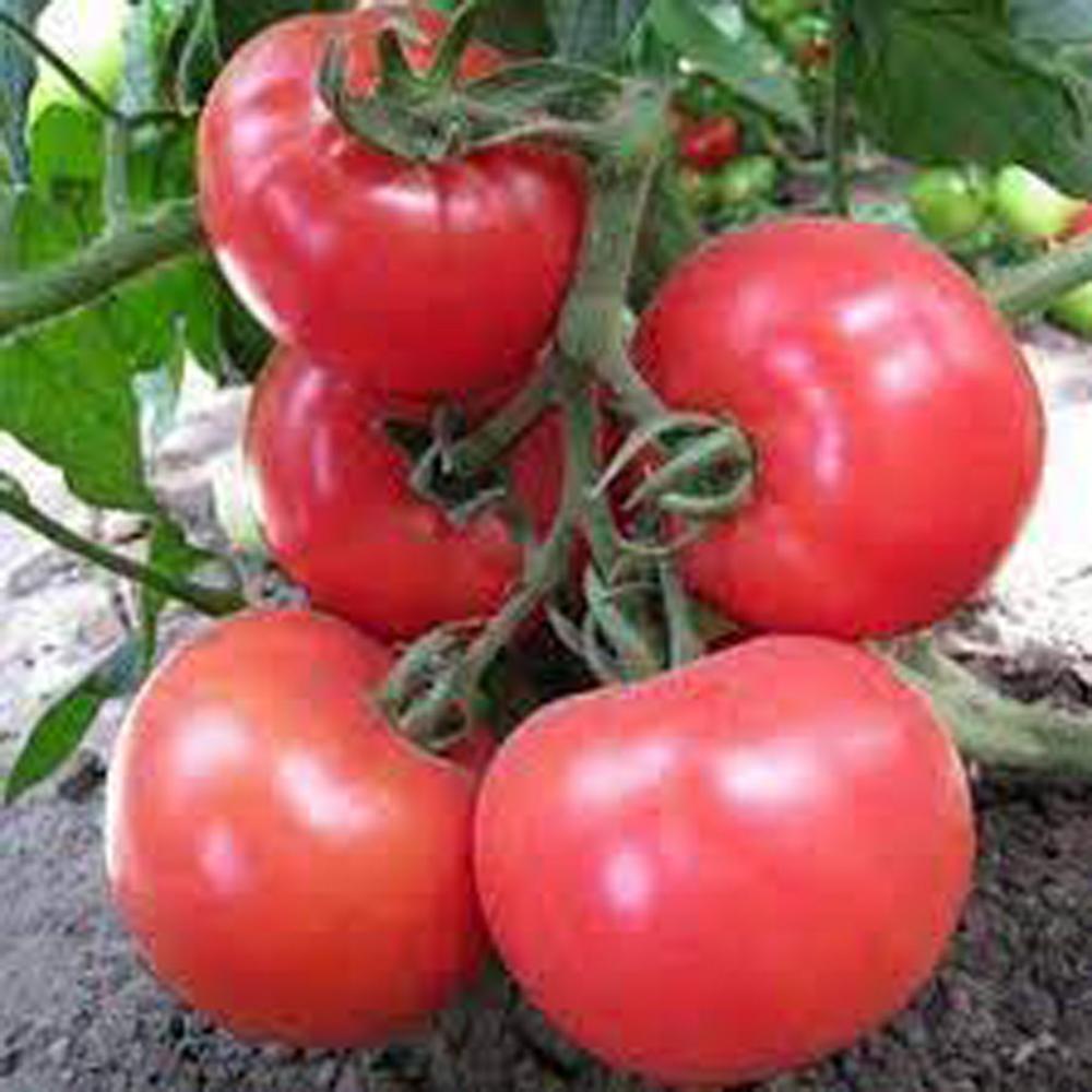 Tomato, Honeymoon Hybrid Packet