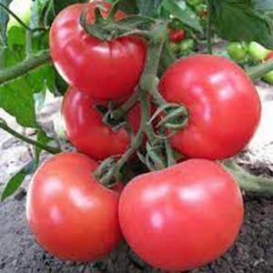 Tomato, Honeymoon Hybrid Packet