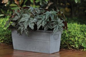 Begonia, Gryphon Packet