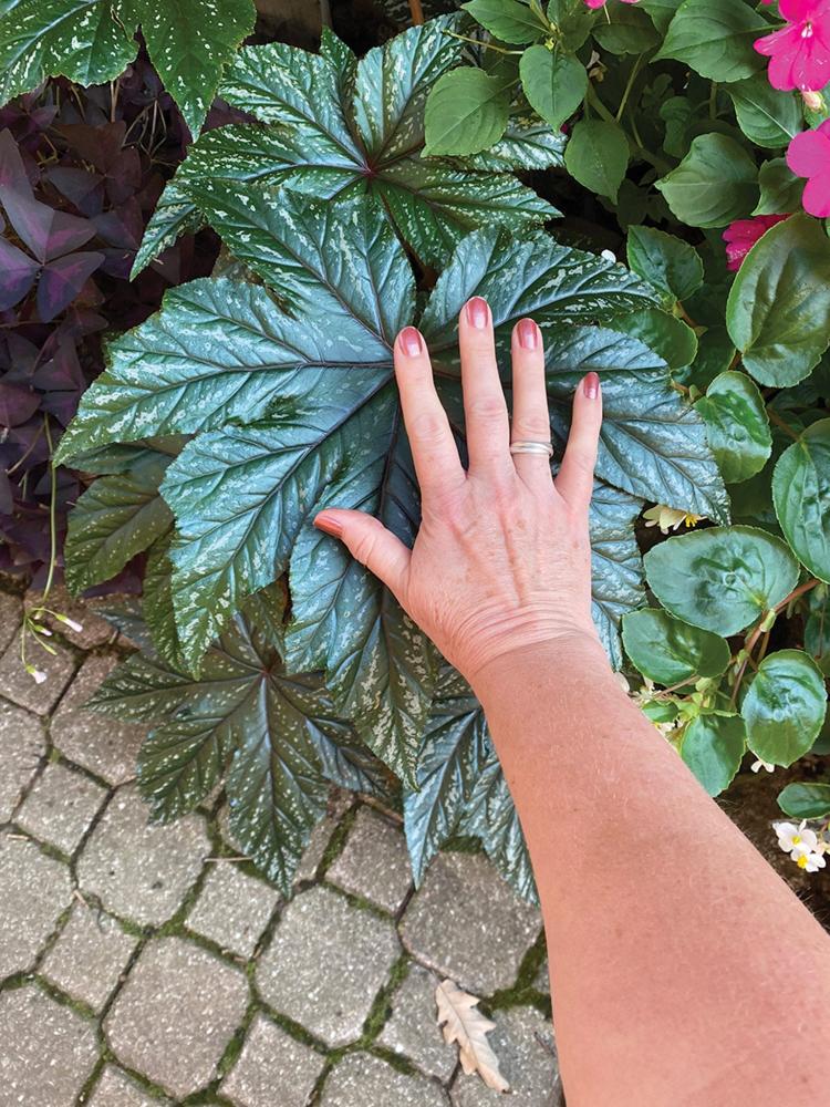 Begonia, Gryphon Packet
