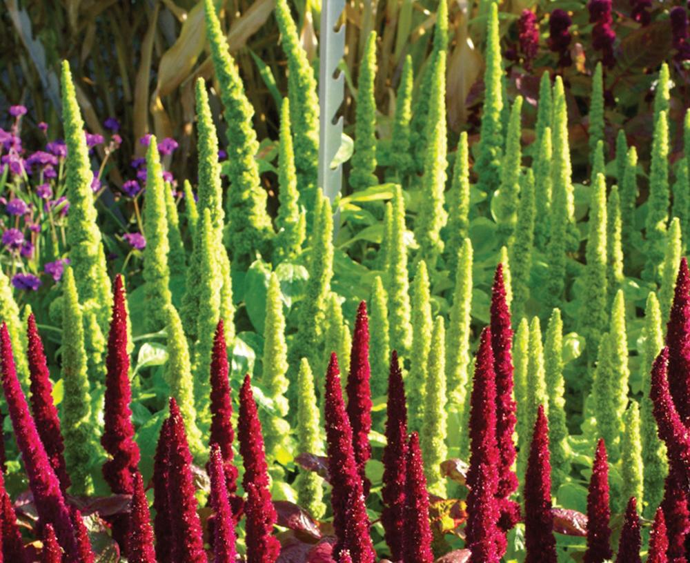 Amaranthus, Green Thumb 5 grams