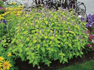 Agastache, Golden Jubilee Packet