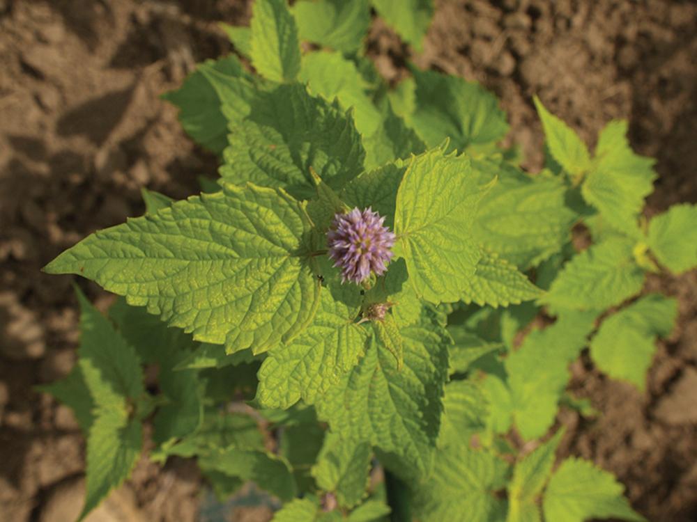 Agastache, Golden Jubilee Packet