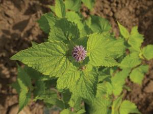 Agastache, Golden Jubilee Packet