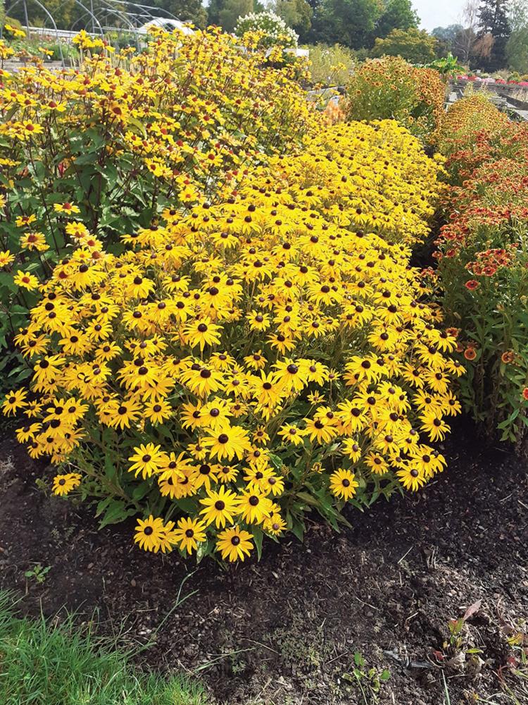 Rudbeckia, Goldblitz Packet