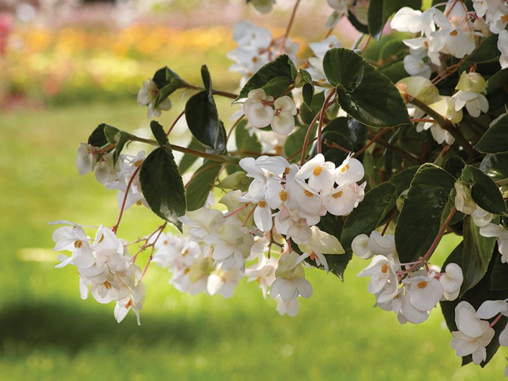 Begonia, Dragon Wing White Packet