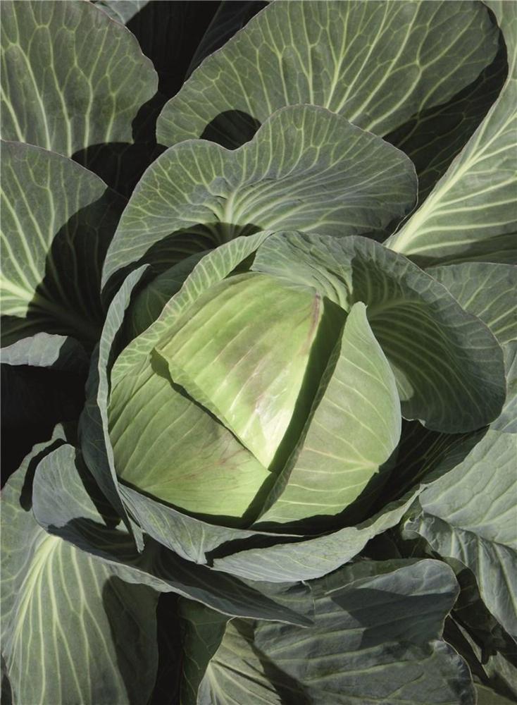 Cabbage, Expect Hybrid Organic Packet