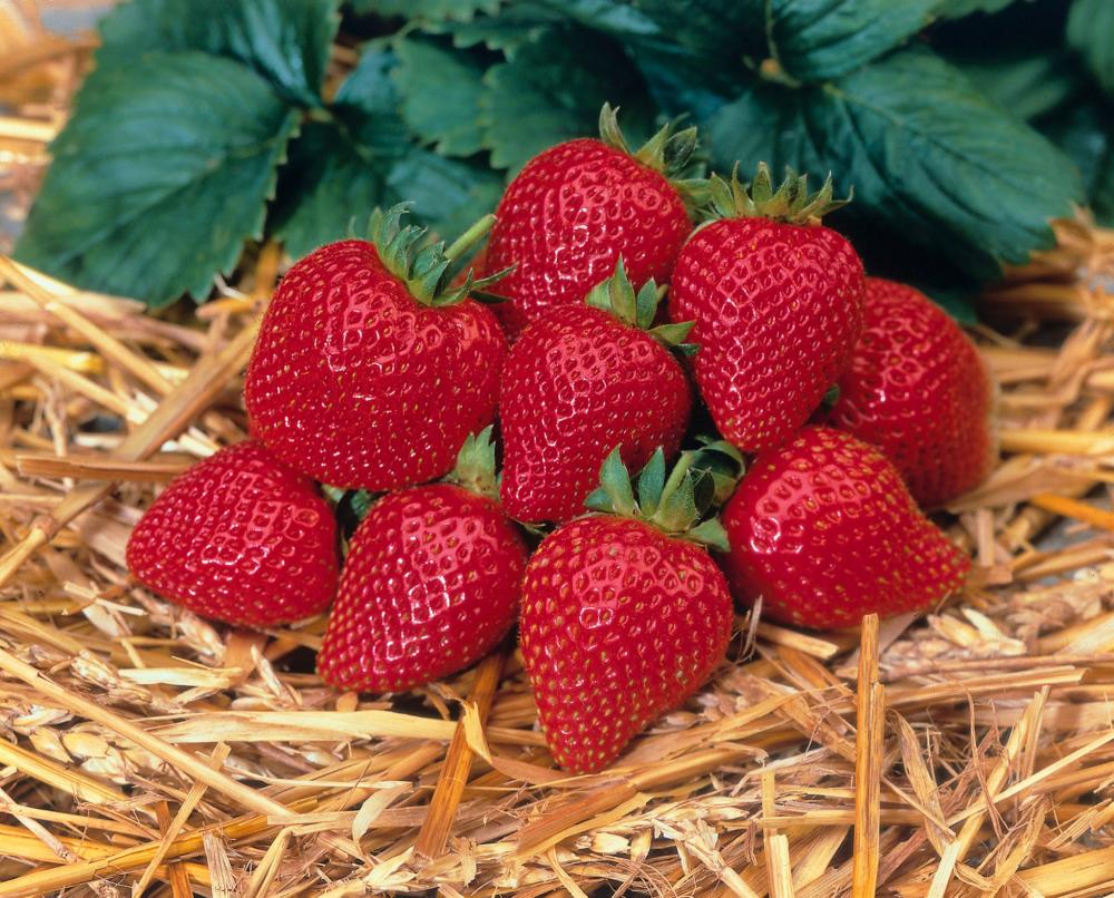 Strawberry, Elan Hybrid Packet