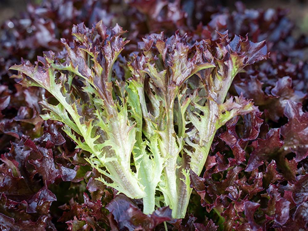 Lettuce, Ezflor Organic Packet