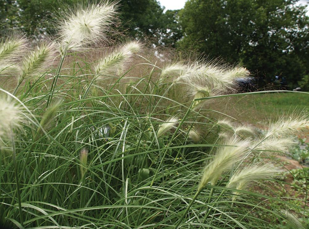 Grasses, FeatherTop Grass Fluffy Packet