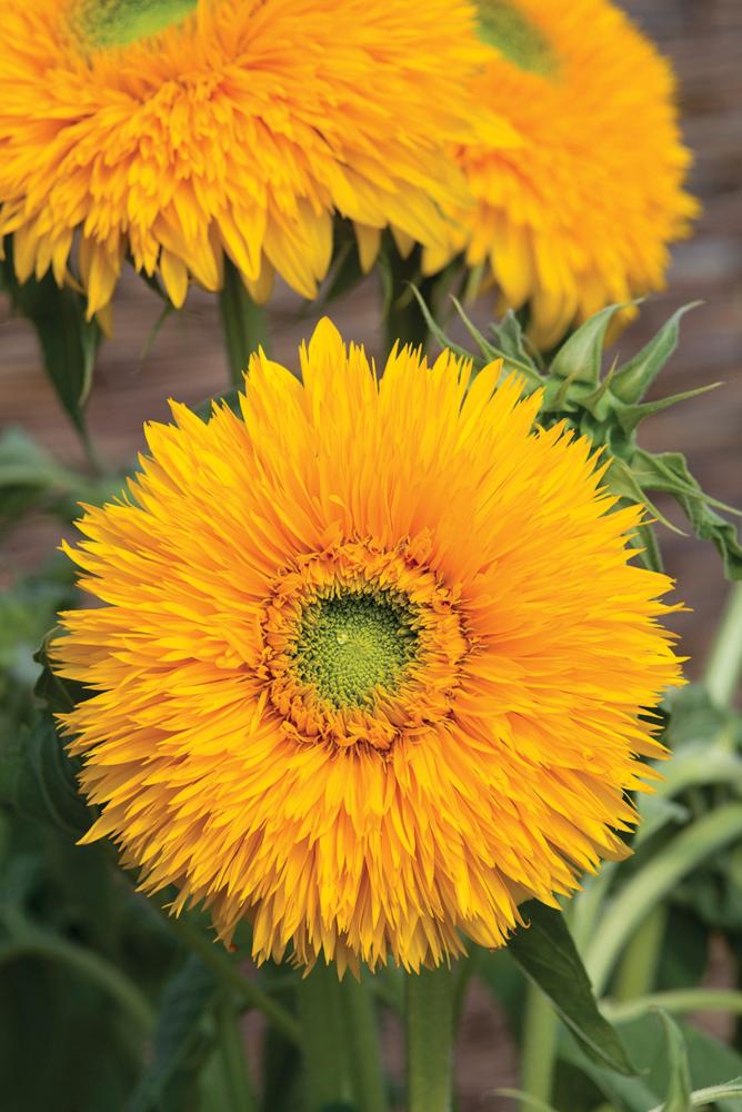 Sunflower, Double Sunking Packet