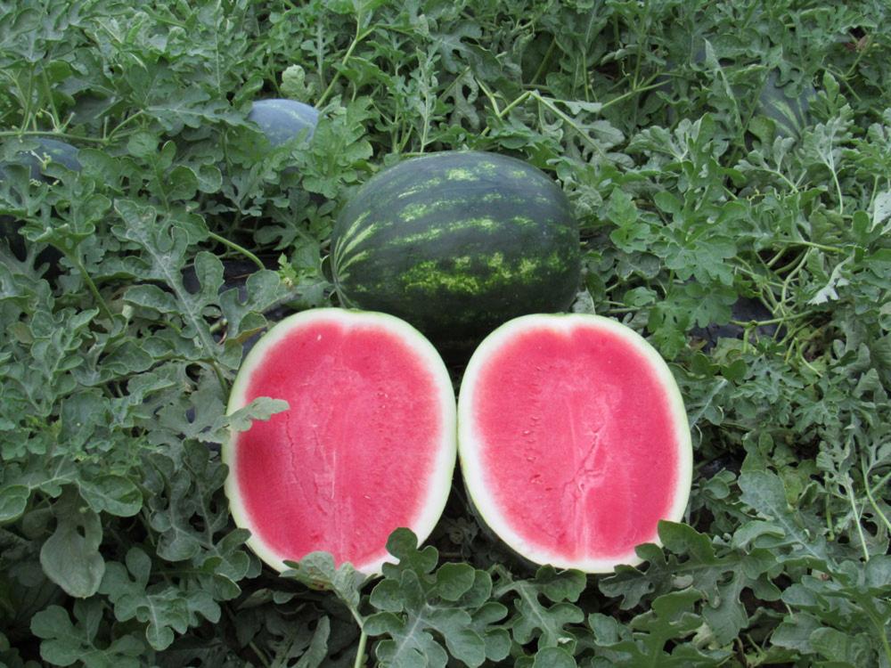 Watermelon, Cracker Jack, Hybrid Organic Packet
