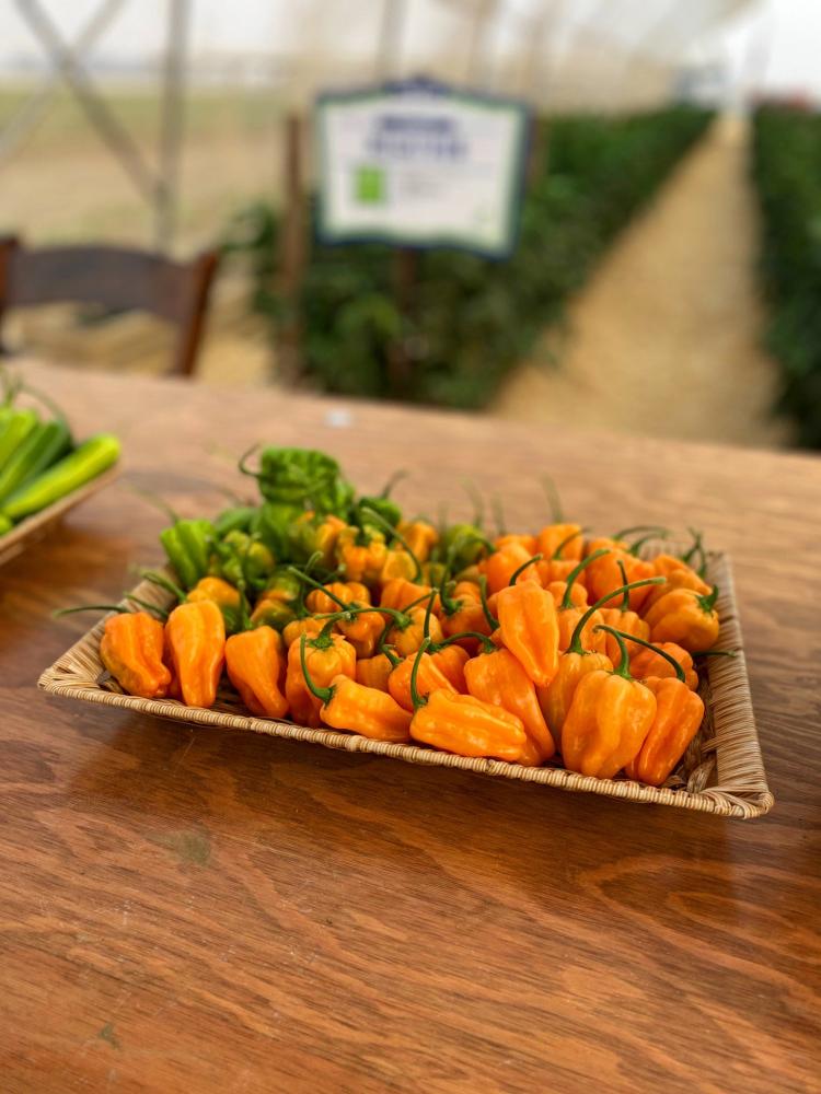Pepper, Chaak Hybrid Packet