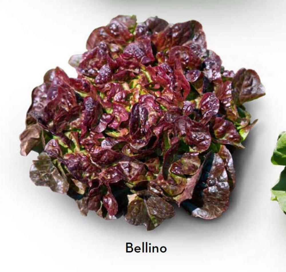 Lettuce, Bellino Packet