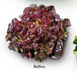 Lettuce, Bellino Packet