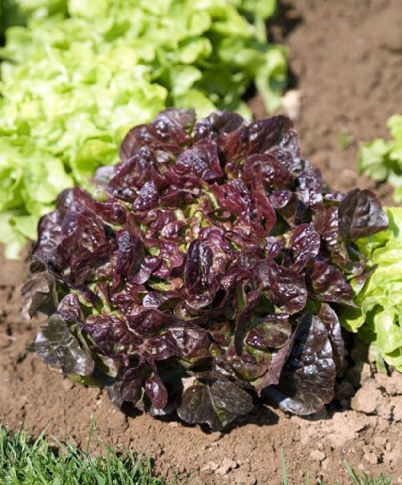 Lettuce, Bellino Packet