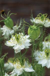 Nigella, Albion Green Pod 5 grams