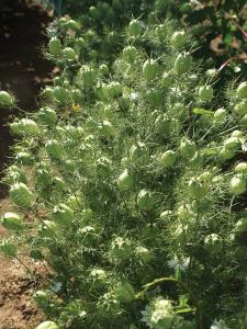 Nigella, Albion Green Pod 5 grams