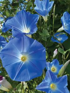 Climbers, Blue Bagua Packet