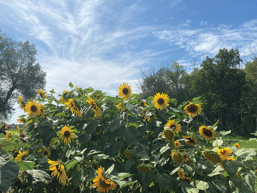Sunflower, American Giant Packet