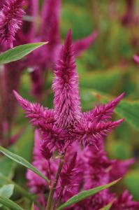 Celosia, Celway Purple 25 pel