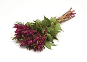 Celosia, Celway Purple 25 pel