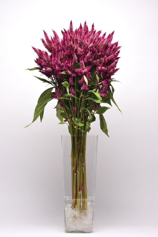 Celosia, Celway Purple 25 pel