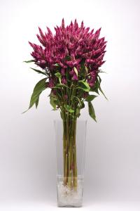 Celosia, Celway Purple 25 pel