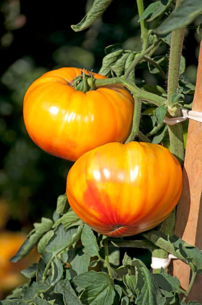Tomato, BuffaloSun Hybrid Packet