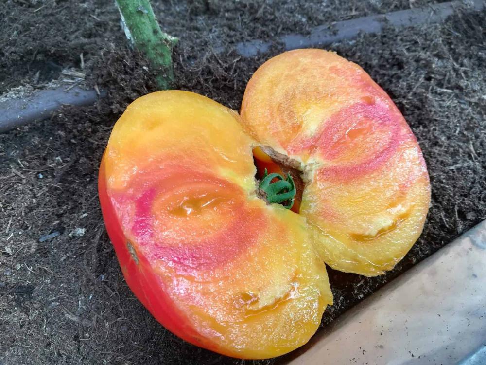 Tomato, BuffaloSun Hybrid Packet