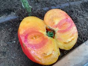 Tomato, BuffaloSun Hybrid Packet