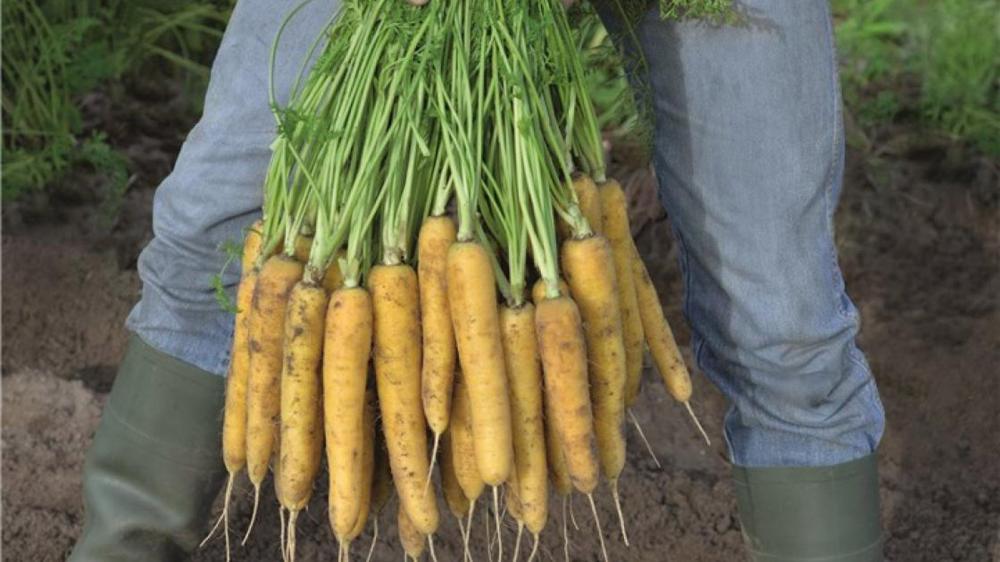 Carrot, Yellow Moon Hybrid Packet