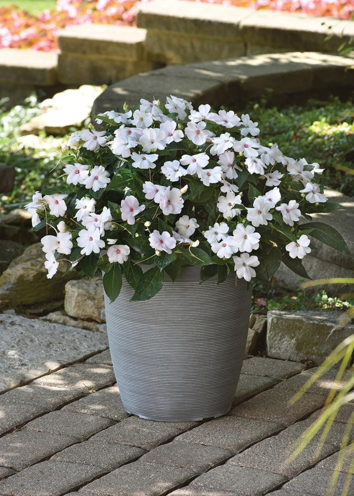 Impatiens, White Shimmer Packet