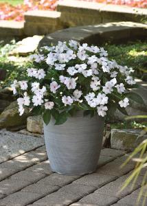 Impatiens, White Shimmer Packet